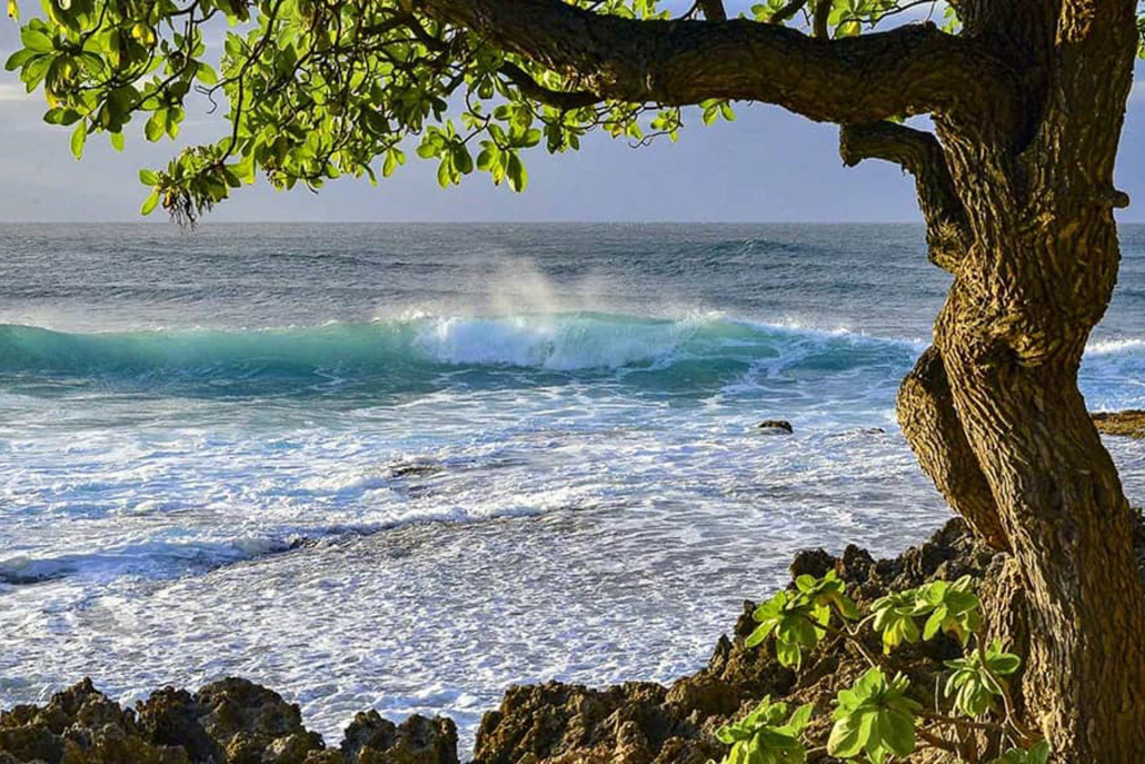 north-shore-oahu-surf-cove-and-tree-1030x687